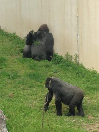 動物園へお出かけ