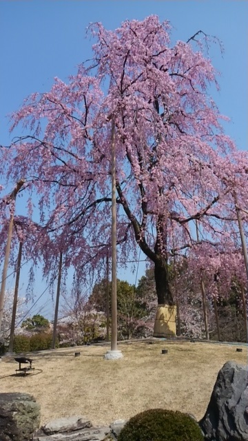 お花見。