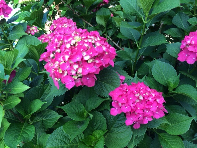 6月（梅雨）といえば・・・