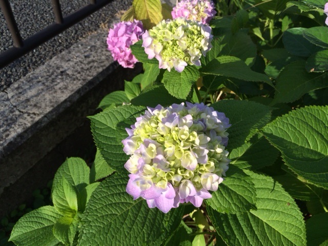 6月（梅雨）といえば・・・