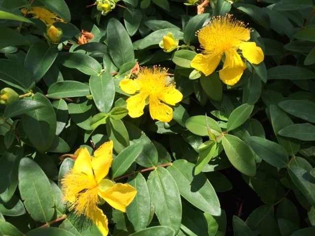 『Ｙｅｌｌｏｗ・・・』