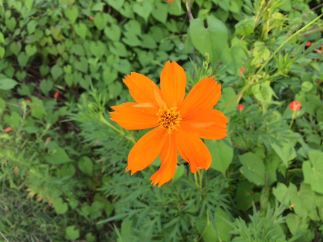 Orange・・・