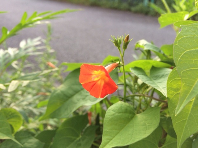 Orange・・・
