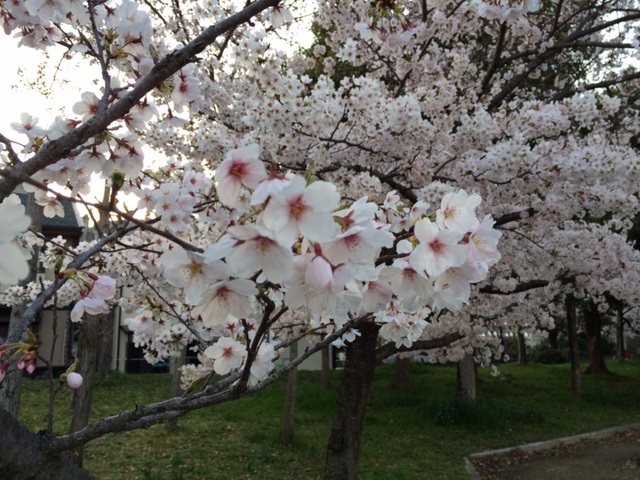 お花見もいいけど・・・