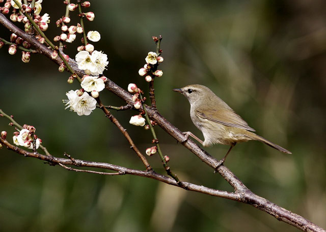 春告鳥。