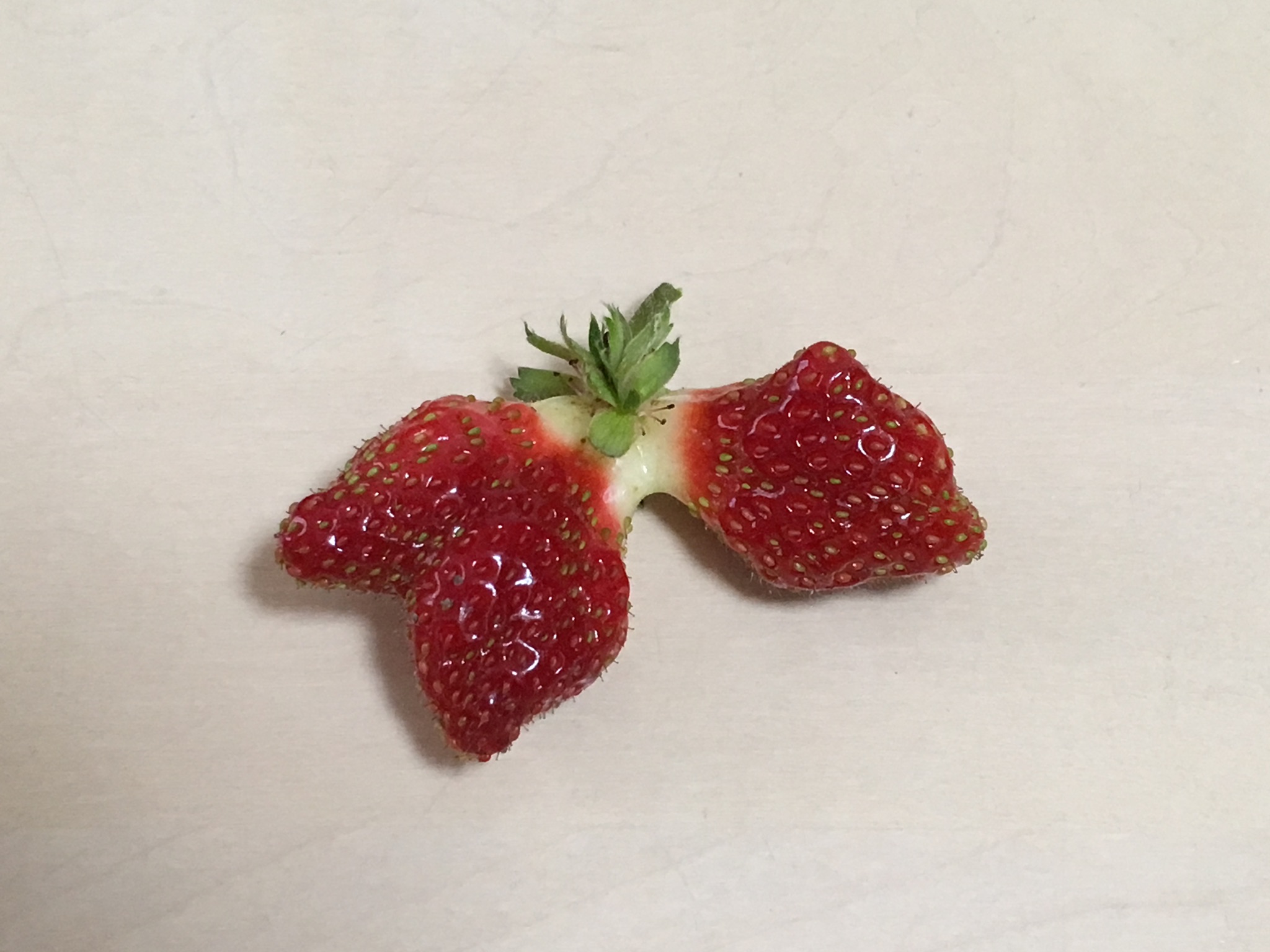 こんなん採れましたけど・・・