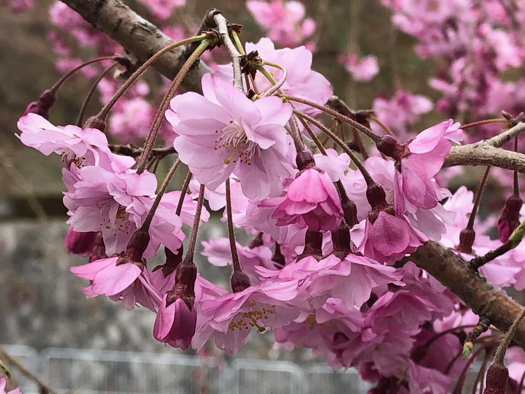 勝尾寺の桜（まだちょっと早い）
