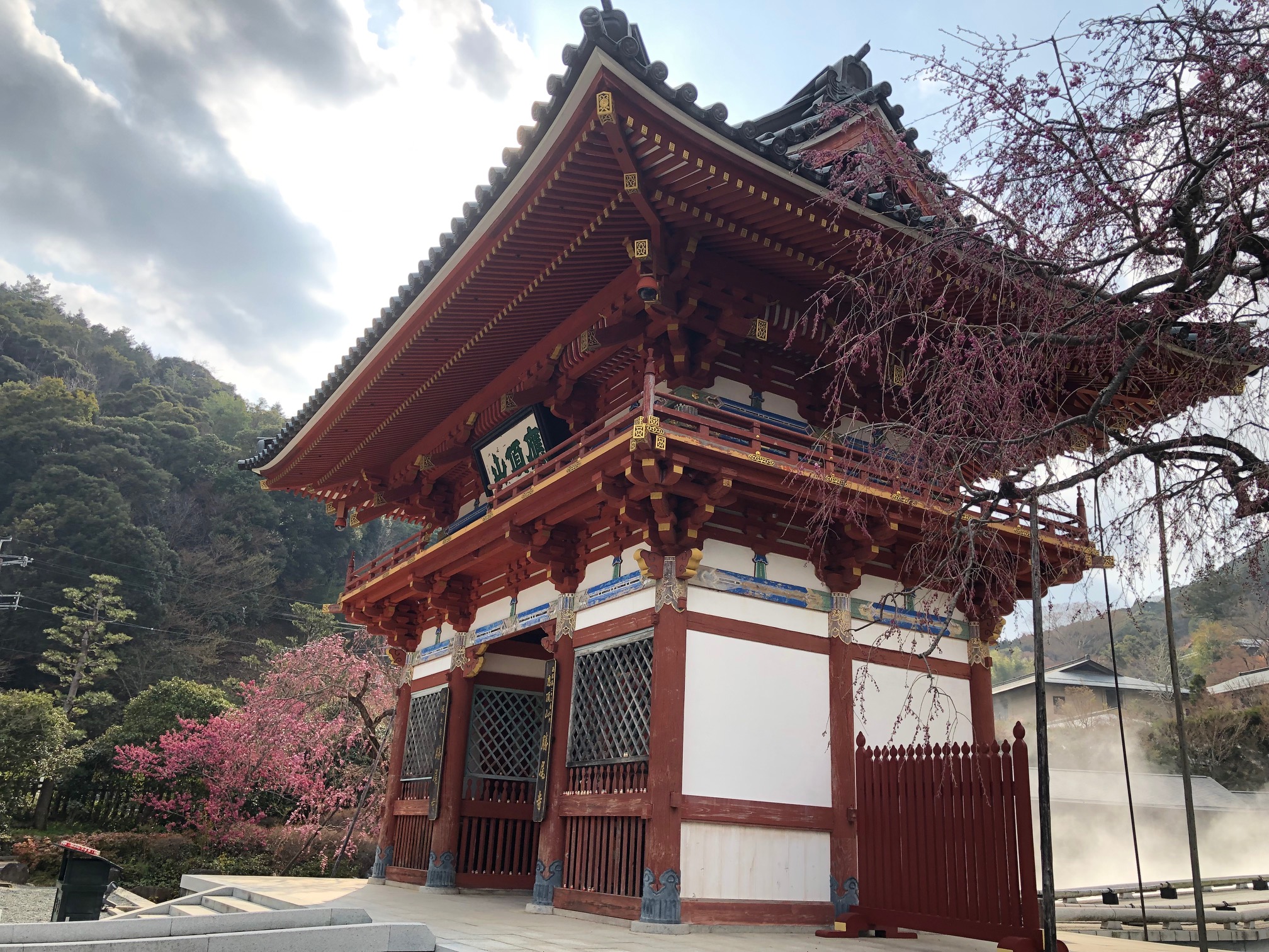 勝尾寺の桜（まだちょっと早い）