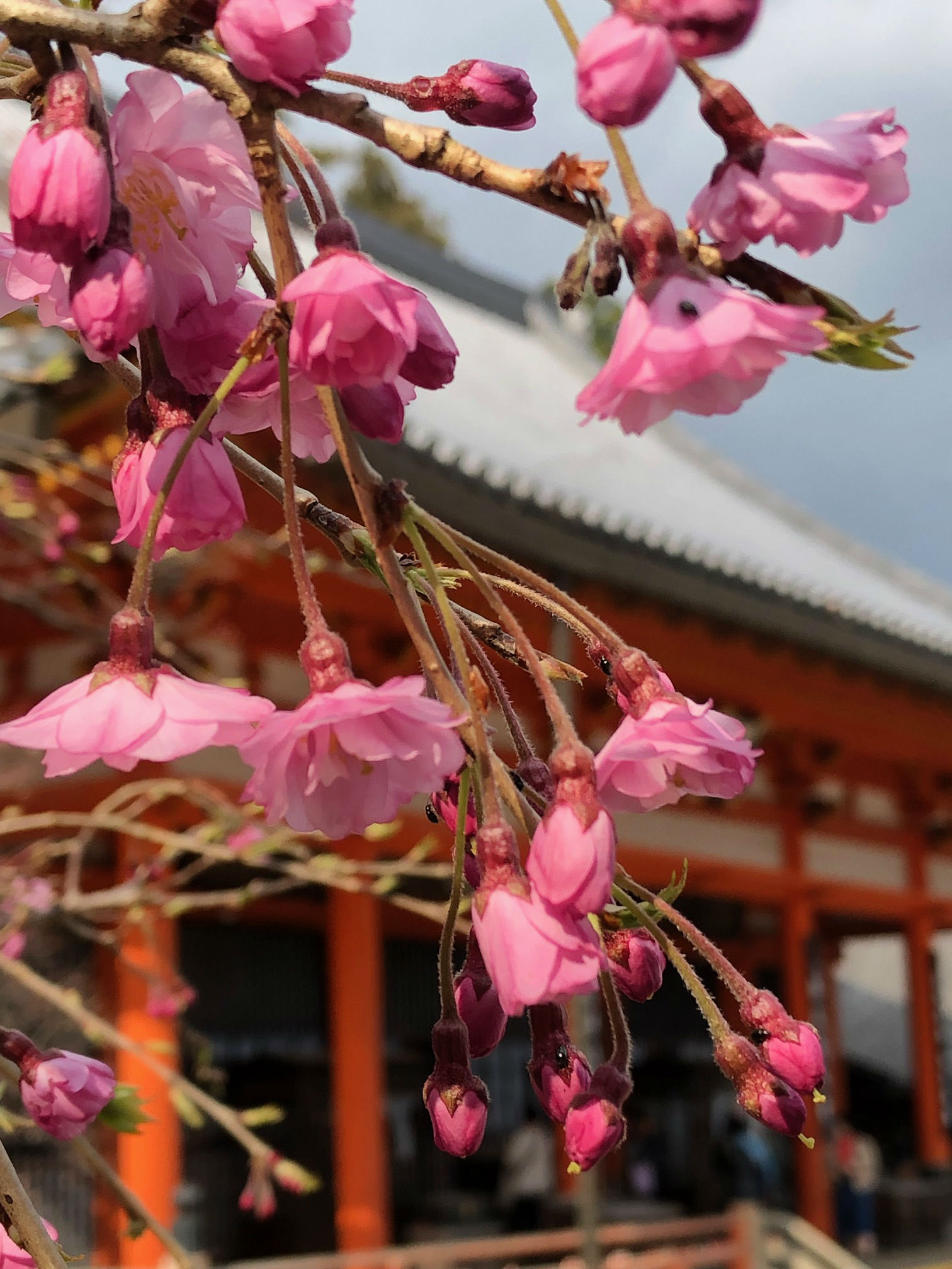 勝尾寺の桜（まだちょっと早い）