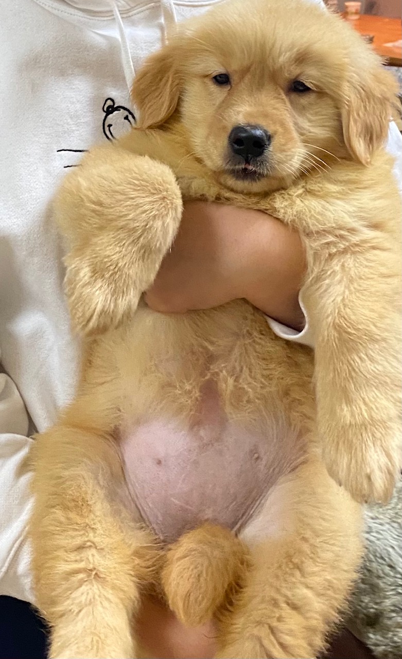 ぬいぐるみではありません。