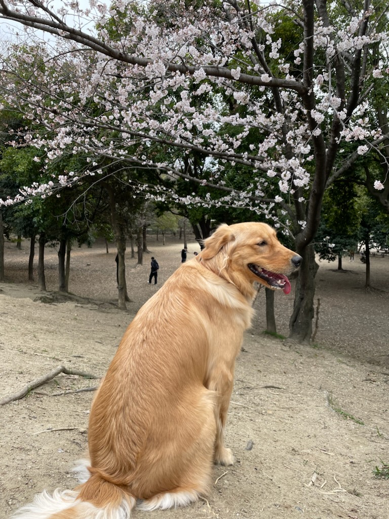 ワンコと桜。