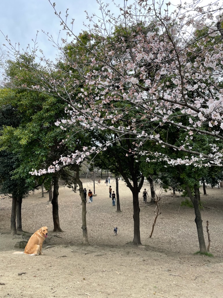 ワンコと桜。