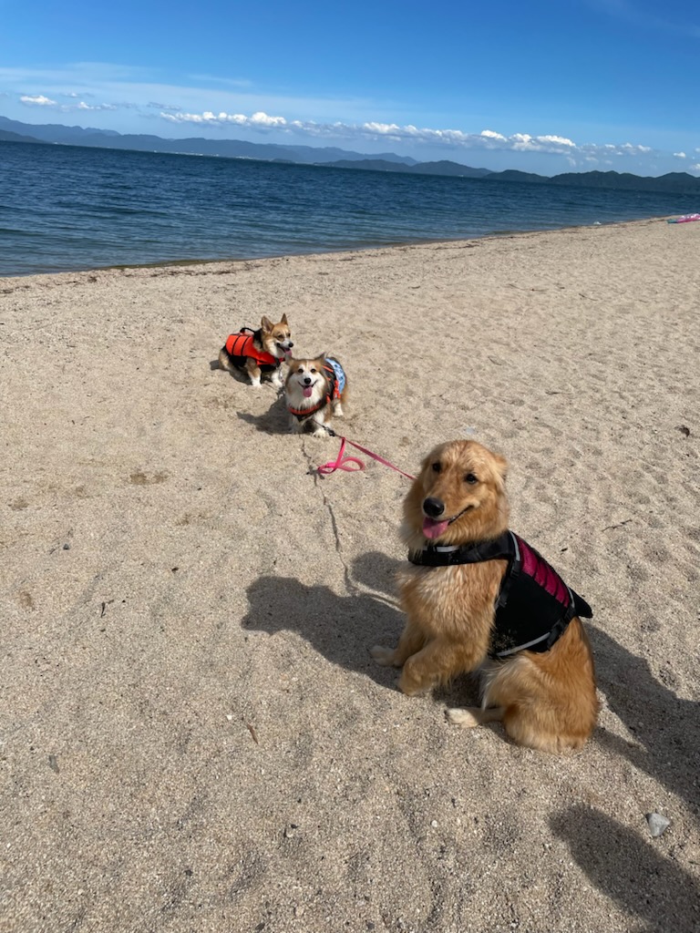 琵琶湖・デビュー🐶