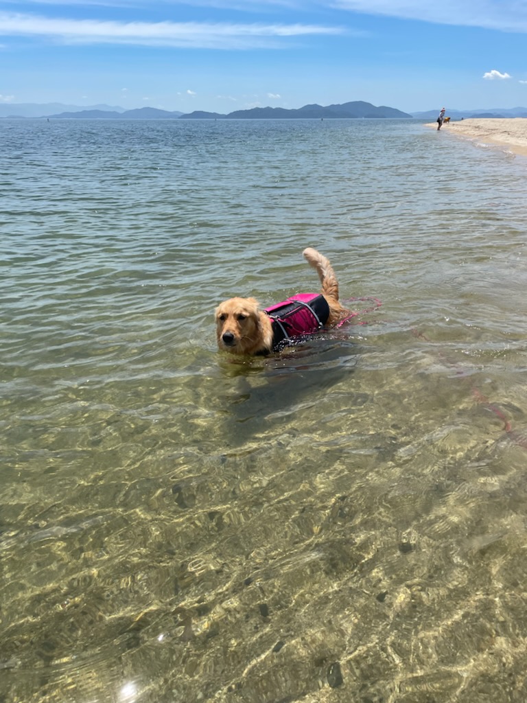 琵琶湖・デビュー🐶