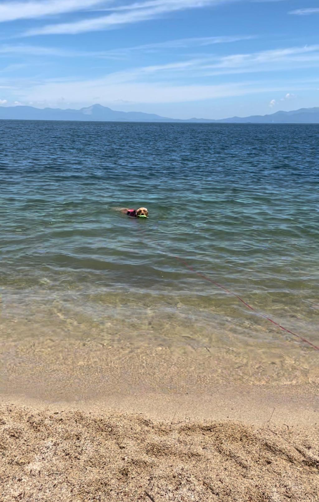 琵琶湖・デビュー🐶