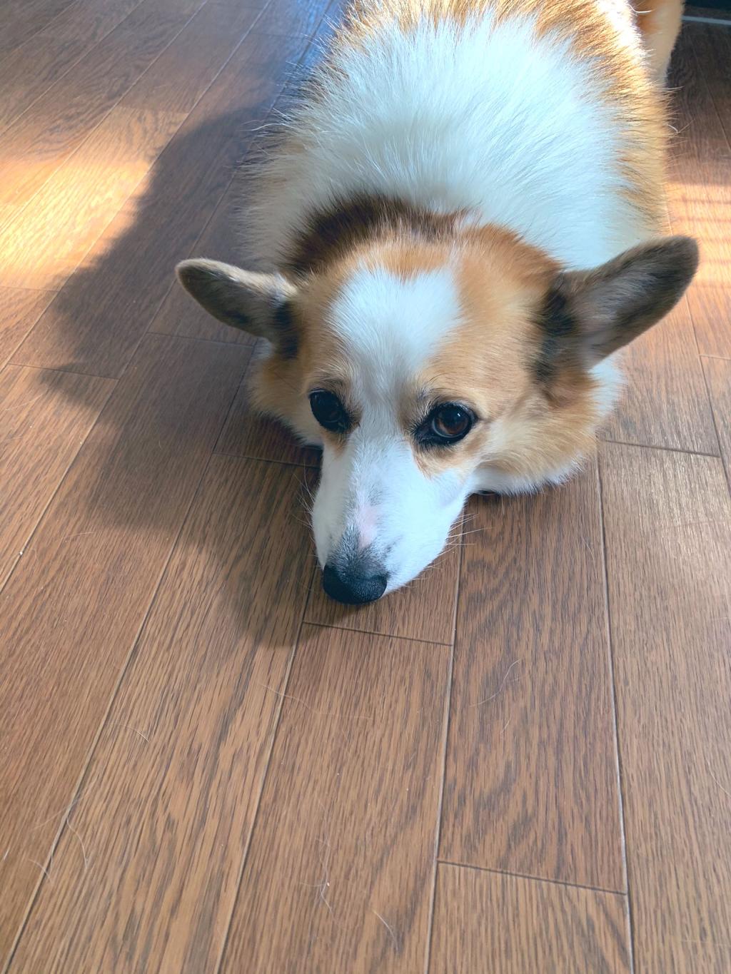 ツチノコじゃなくてネコちゃん