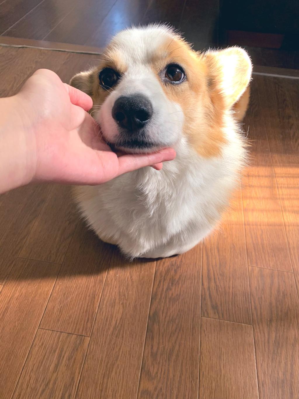 ツチノコじゃなくてネコちゃん