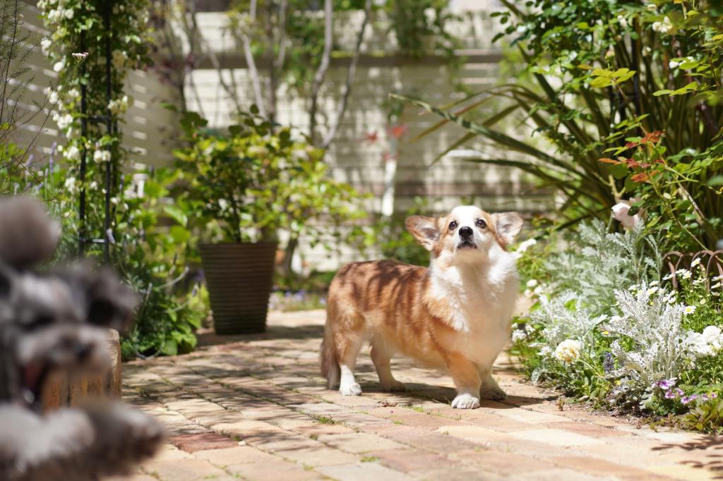 涼しいお庭