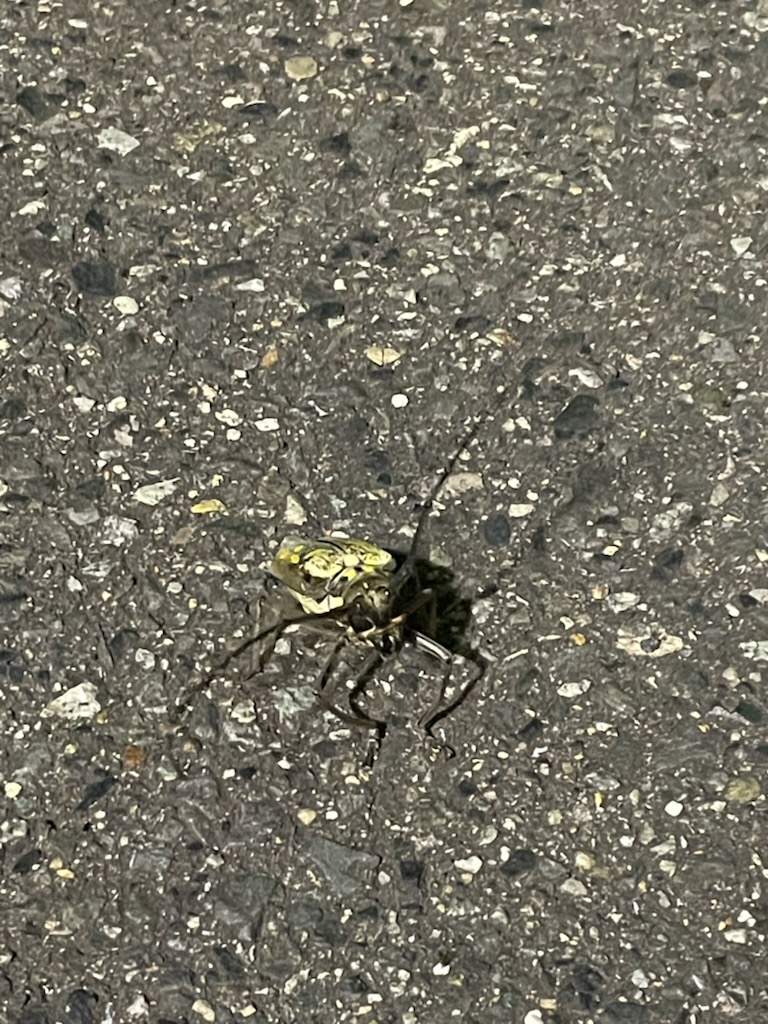 ちょい怖。