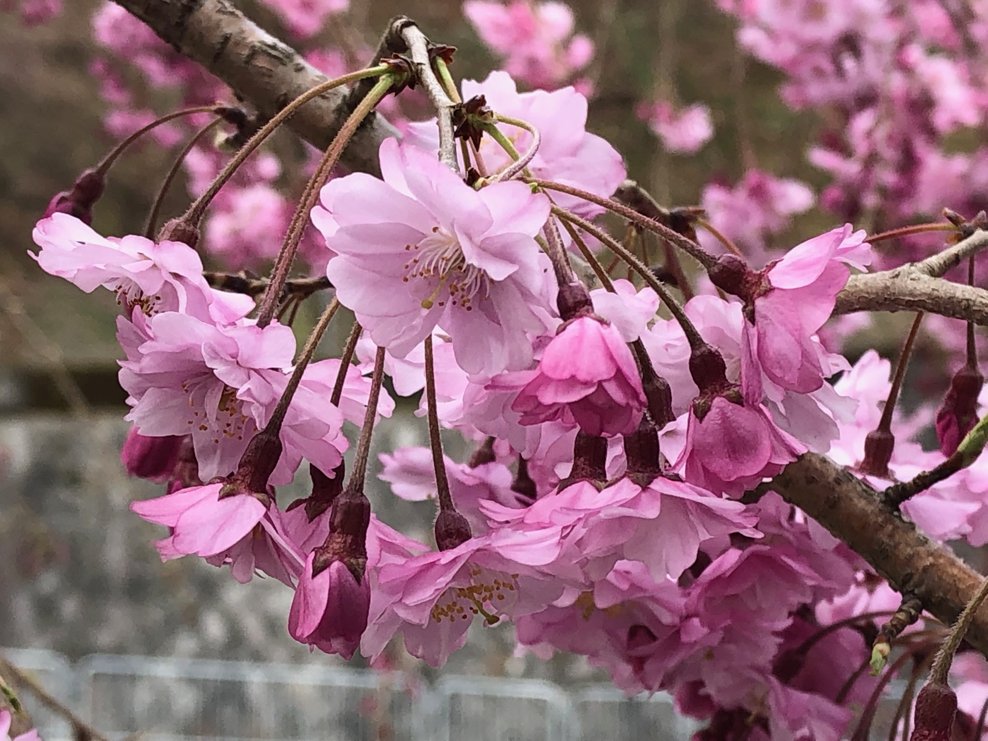 シトロエン箕面 公式サイト 勝尾寺の桜 まだちょっと早い