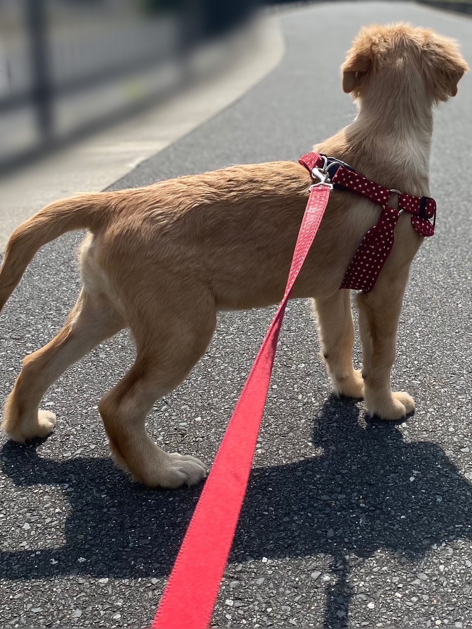 大きくなるのが早い。