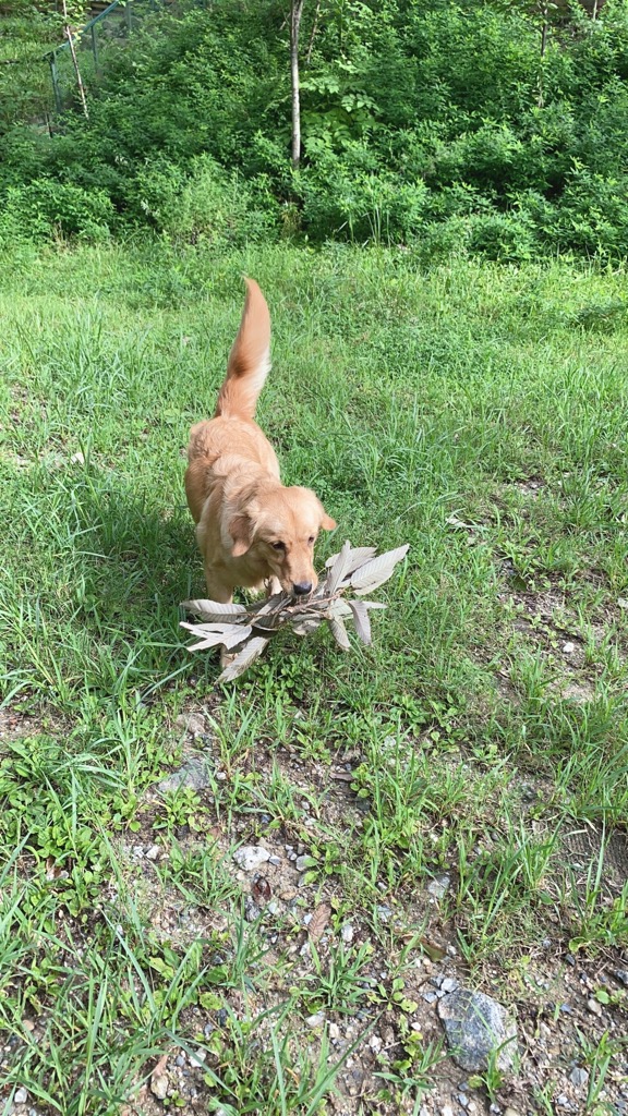 ドッグランデビュー。