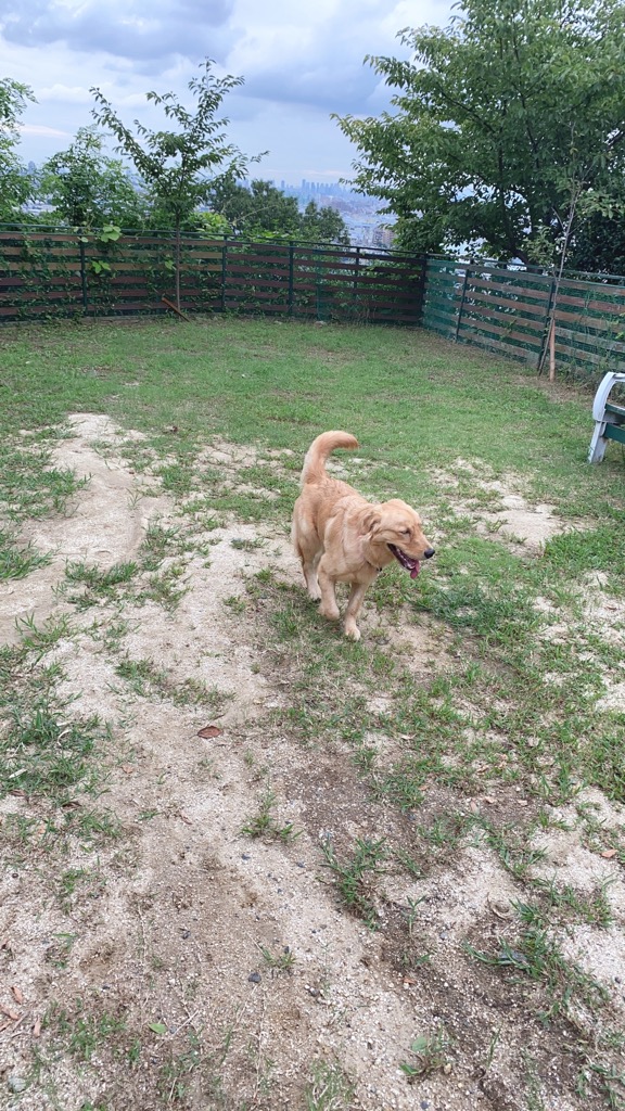 ドッグランデビュー。