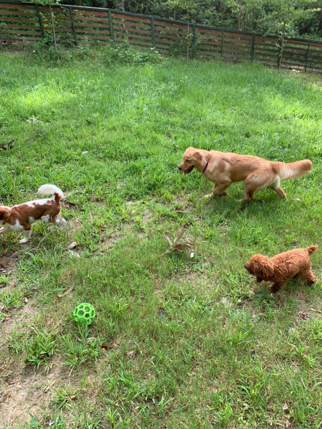 ドッグランデビュー。