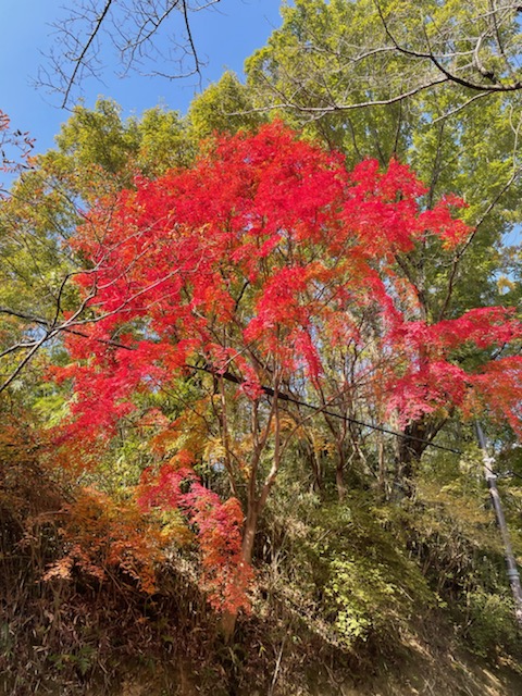 秋を見つけました。
