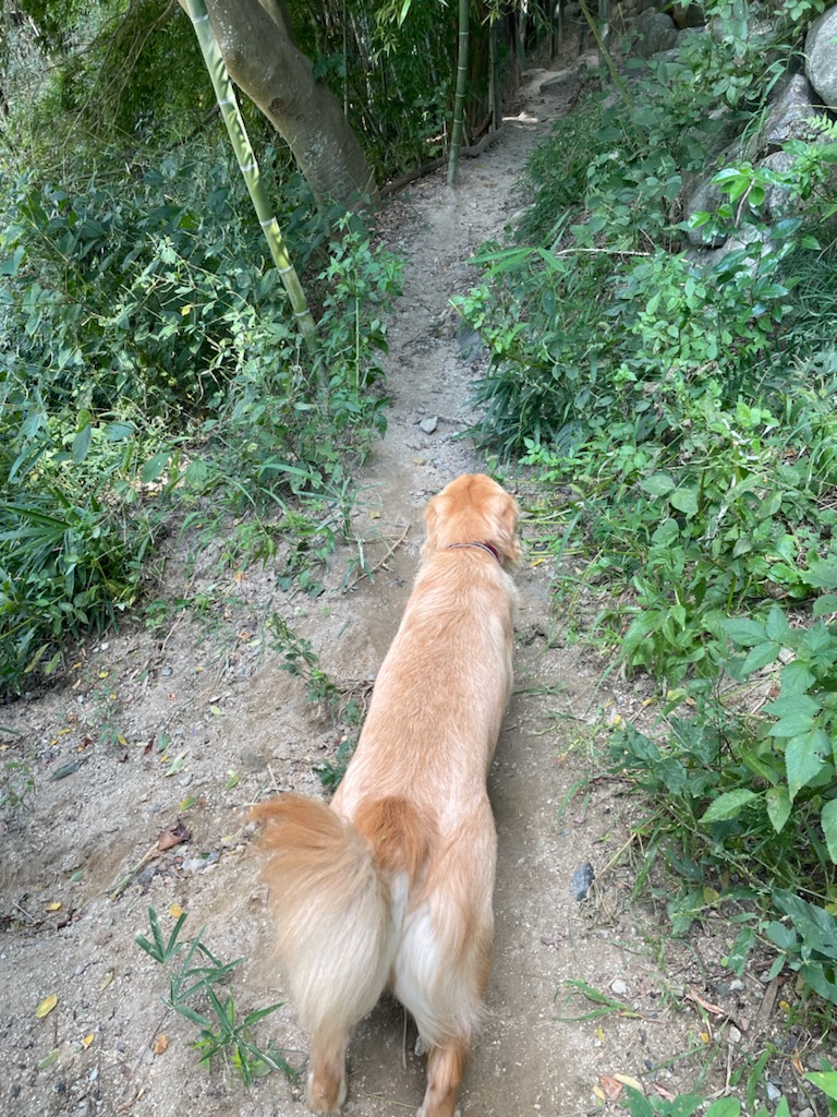 ひっつきむし。