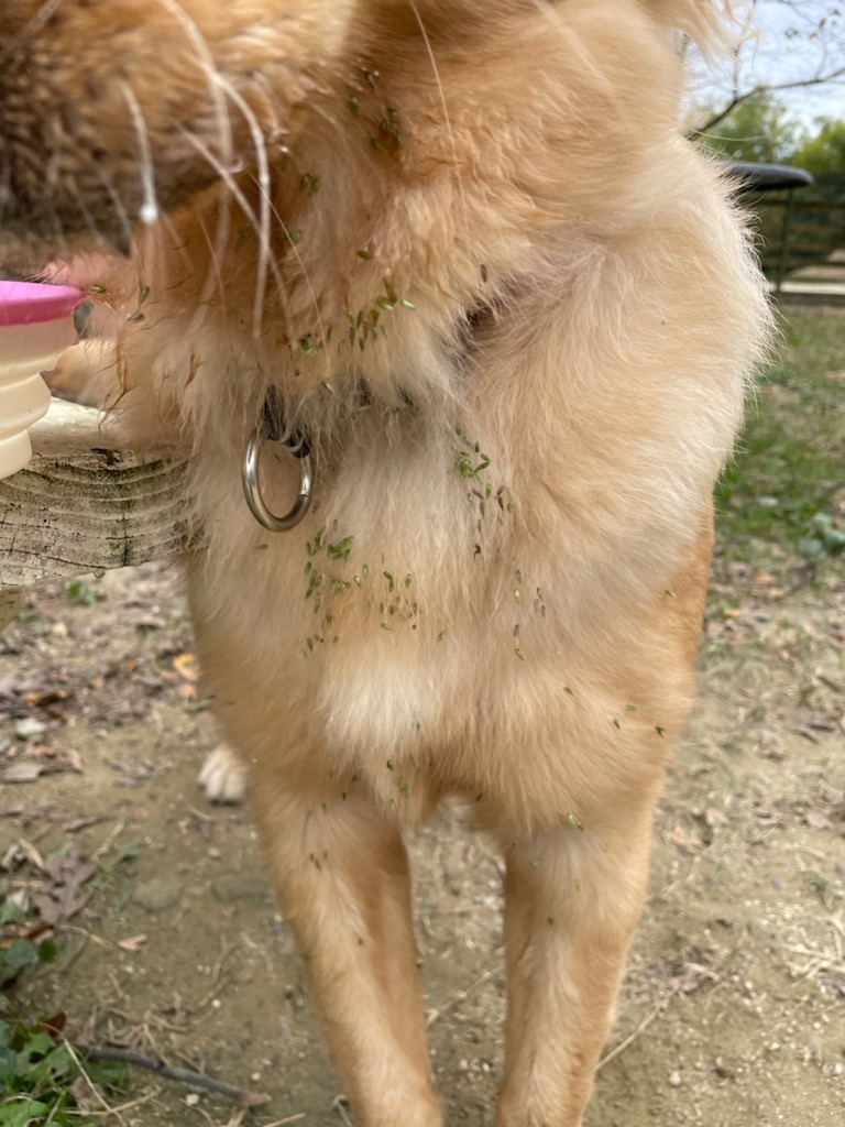 ひっつきむし。