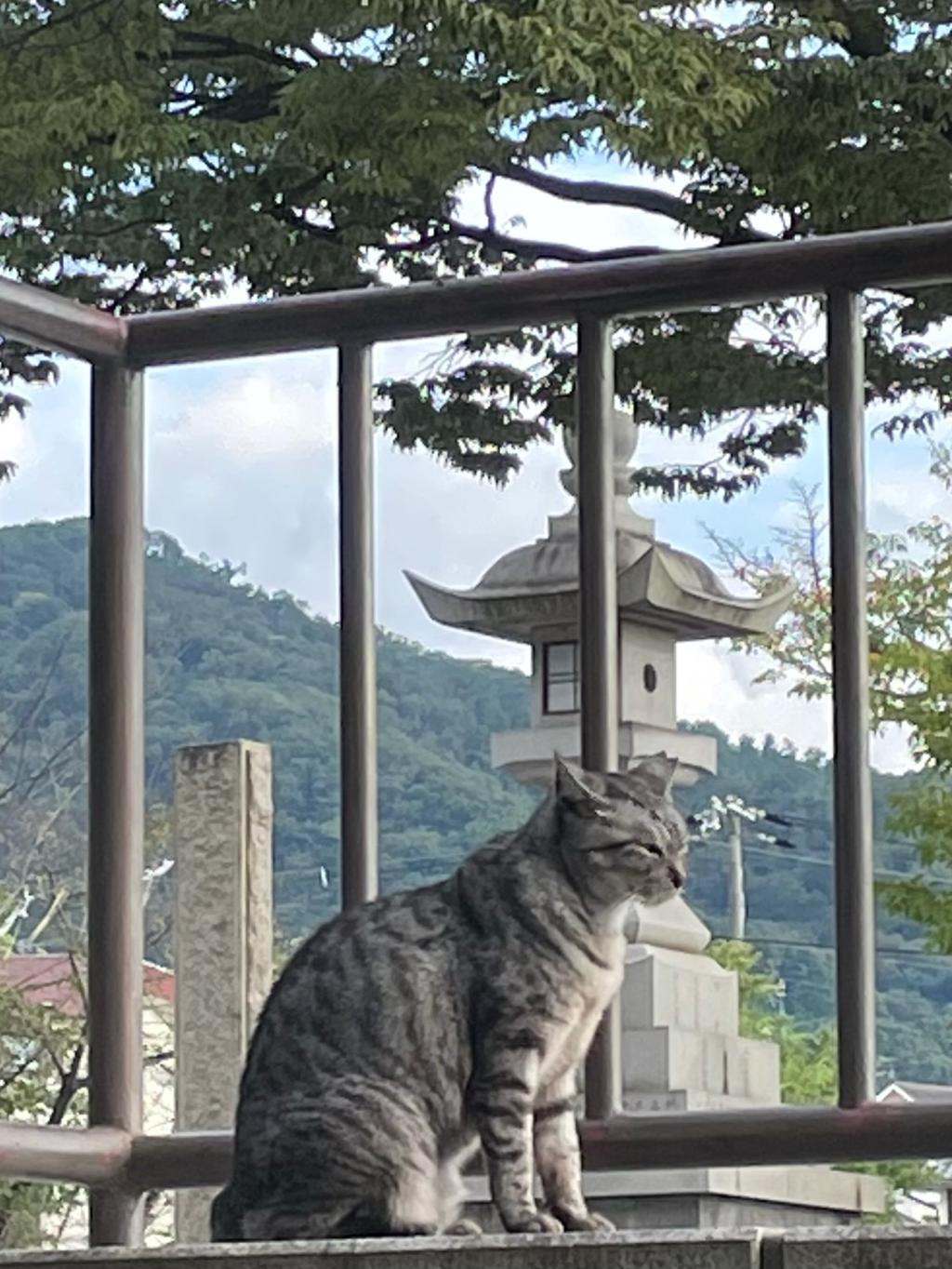 ねこバンバン。