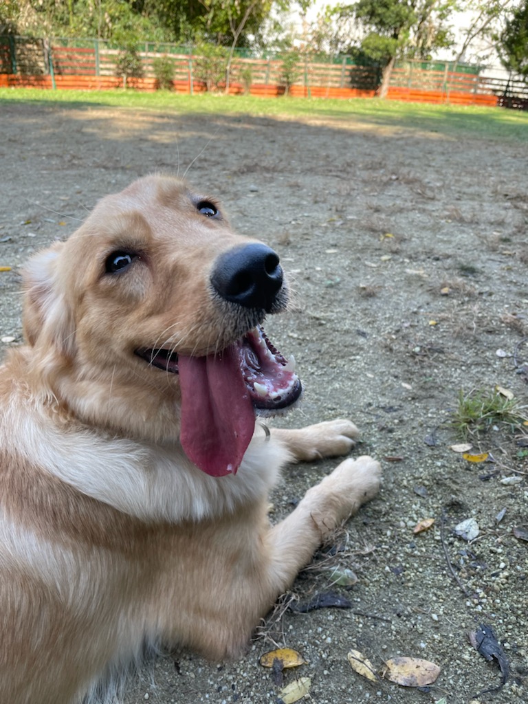 ひっつきむし。