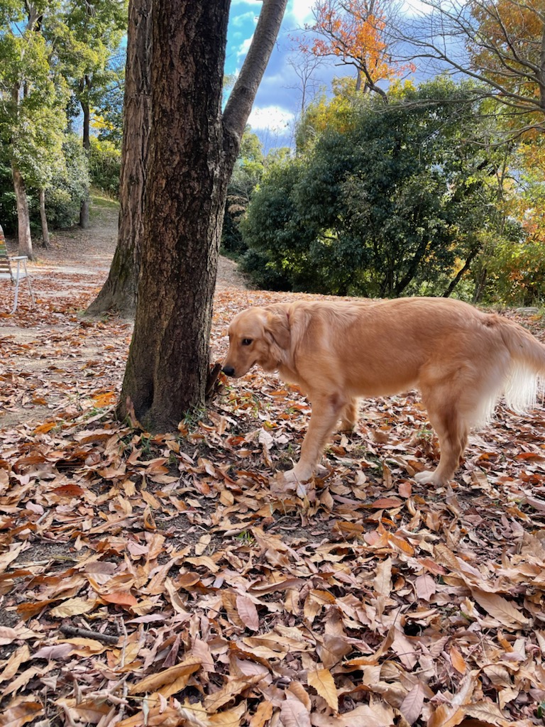 落ち葉で遊ぶ。