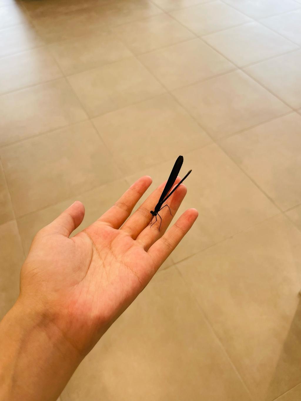 きれいなお客様